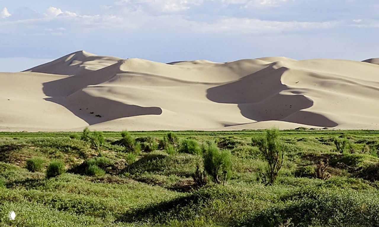 Широкий план светлых барханов пустыни Гоби, перед дюнами зелёные островки растительности и чистое голубое небо над горизонтом