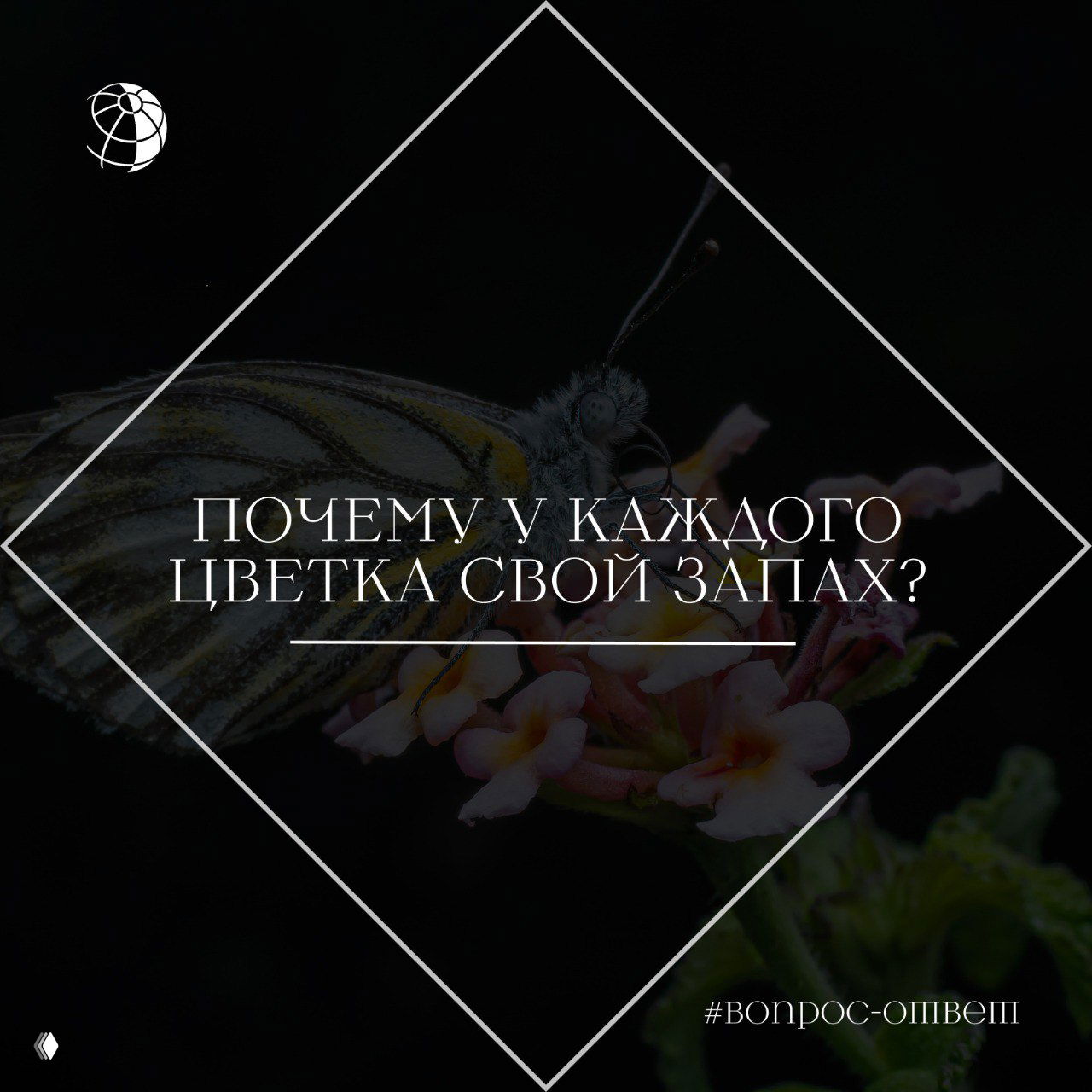 Макросъёмка бабочки, сидящей на соцветии мелких цветков на темном фоне; иллюстрация связи запаха цветка и опылителей.