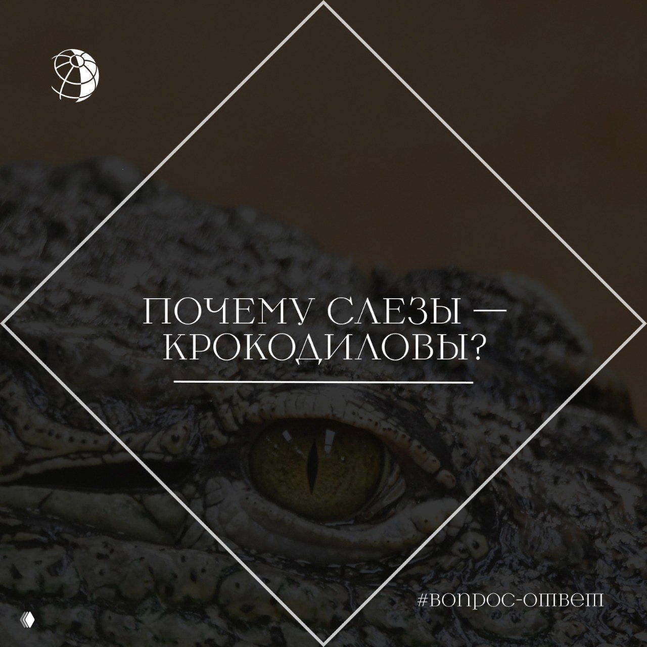 Крупный план глаза крокодила с текстовым заголовком: вопрос о происхождении выражения «крокодиловы слёзы», изображение иллюстративного характера.