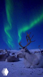 Северный олень на заснеженной тундре под зелёными завитками северного сияния — иллюстрация арктической среды обитания.