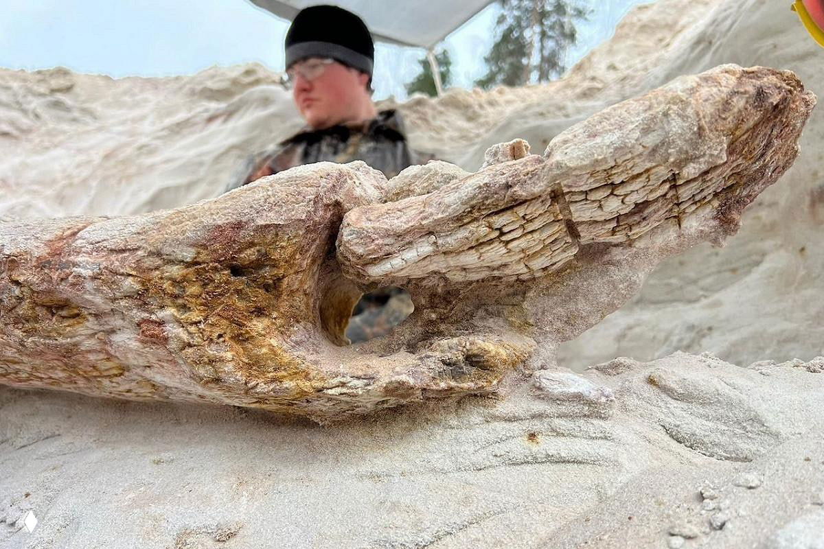 Фоссилизованный ствол древнего дерева в песчаном карьере с видимой структурой древесины и участником раскопок на заднем плане.