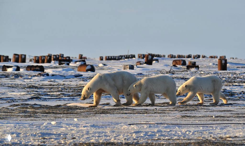Три белых медведя идут по заснеженной тундре мыса Челюскин среди ржавых бочек и остатков советской метеостанции у берега.
