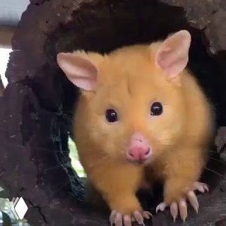 Крупный план светлого лисовидного поссума (кузу), выглядывающего из дупла: мордочка, уши и лапы на тёмном деревянном фоне.