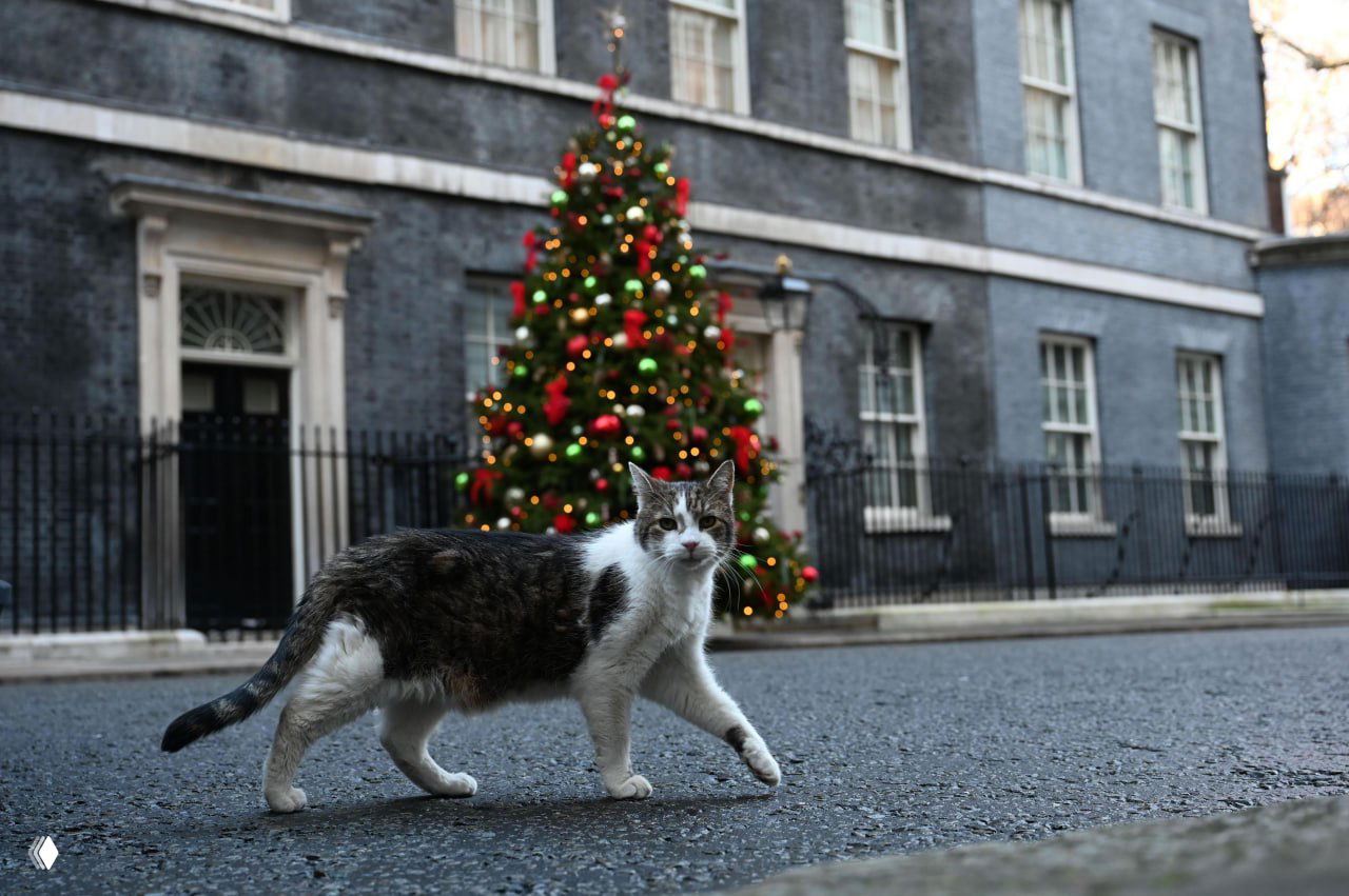 Уличный кот идёт по дороге на фоне украшенной рождественской ёлки и фасада старого здания — атмосферный городской зимний кадр с праздничным мотивом.