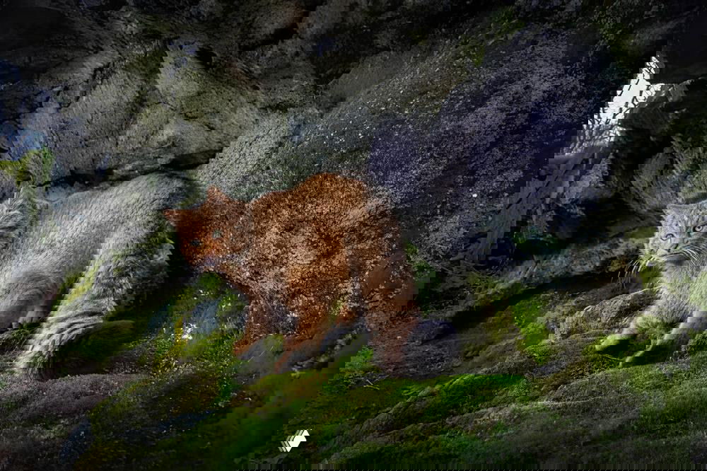 Дикий или лесной кот в мшистом скальном убежище — снимок в природной среде с подчёркнутой текстурой шерсти и природным окружением, атмосферный кадр.