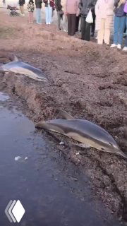 Два выброшенных на берег дельфина у Центрального пляжа Анапы на фоне прибрежной полосы и людей на берегу — один кажется мёртвым, рядом волонтеры.