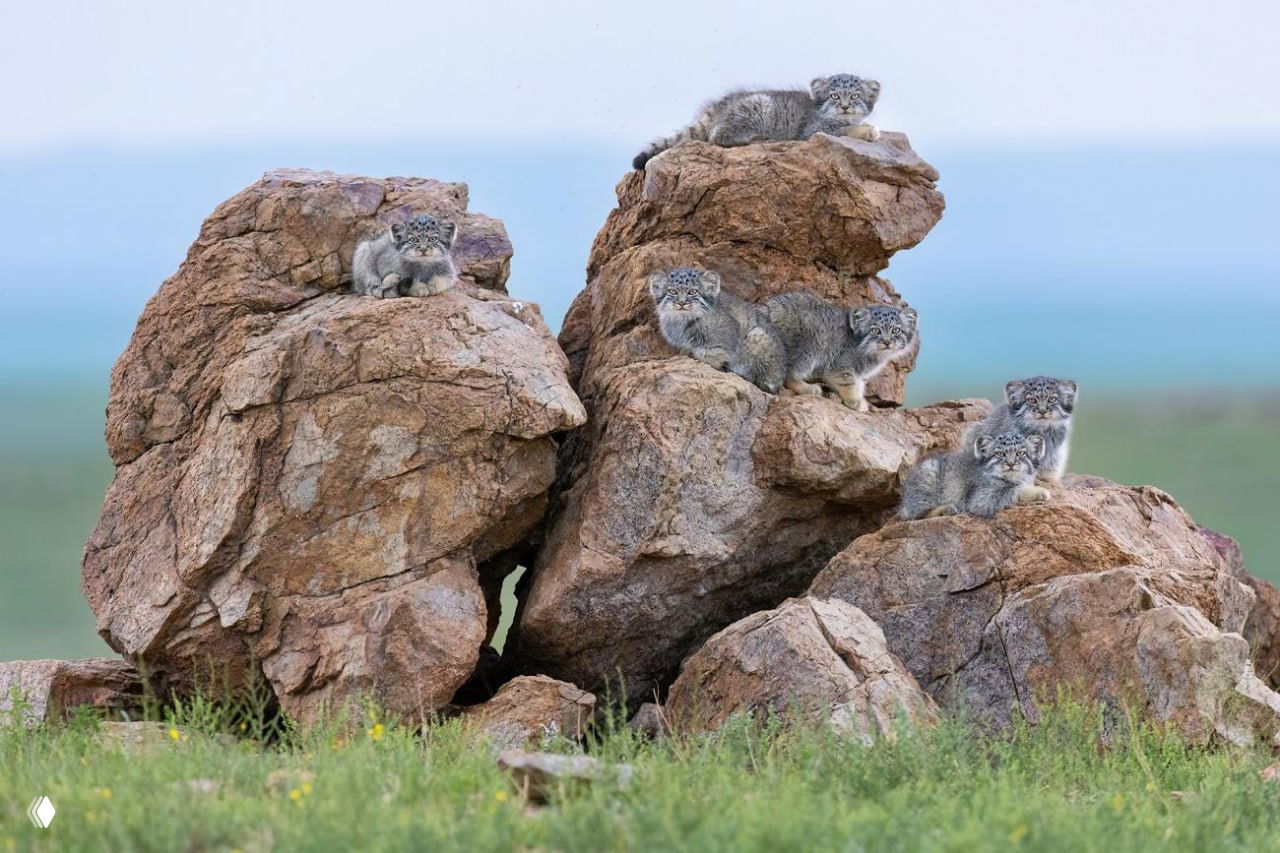 Групповой кадр котят на скалах в степном пейзаже — несколько малышей расположены на каменных грядах, мягкий дальний план и естественное освещение.
