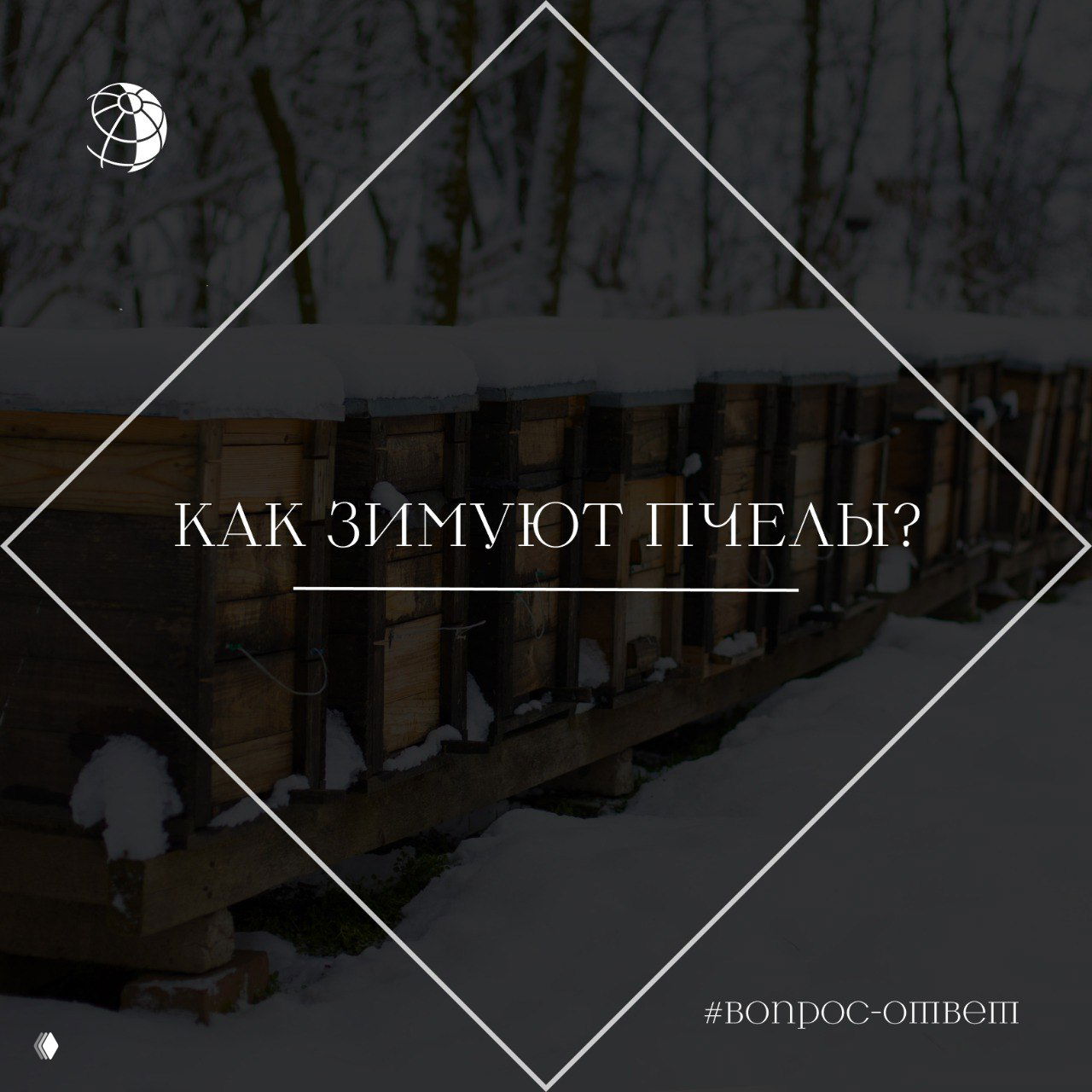 Деревянные ульи, частично покрытые снегом на зимнем пасечном участке; фотография иллюстрирует, как пчёлы переживают холод и используют запасы мёда