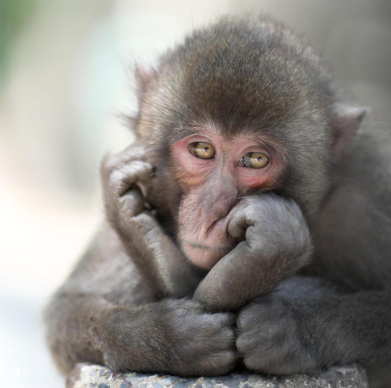 Фото‑финалист Tokyo International Foto Awards 2025 — «Природа»