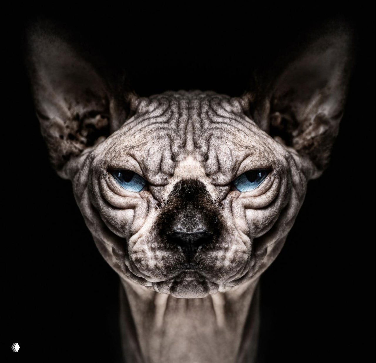 Портрет кота породы сфинкс крупным планом на чёрном фоне — видна фактура кожи и голубые глаза, драматичный студийный портрет высокой детализации.