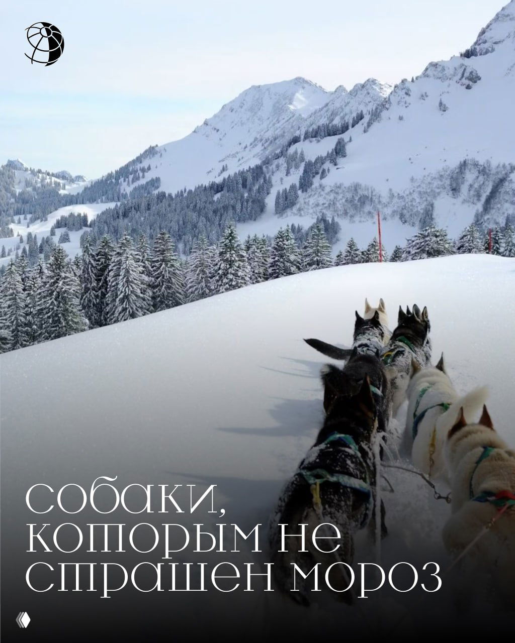 Упряжка ездовых собак идёт по глубокому снегу на горном склоне; на фоне видны заснеженные ели и дальние вершины — зимняя сцена.
