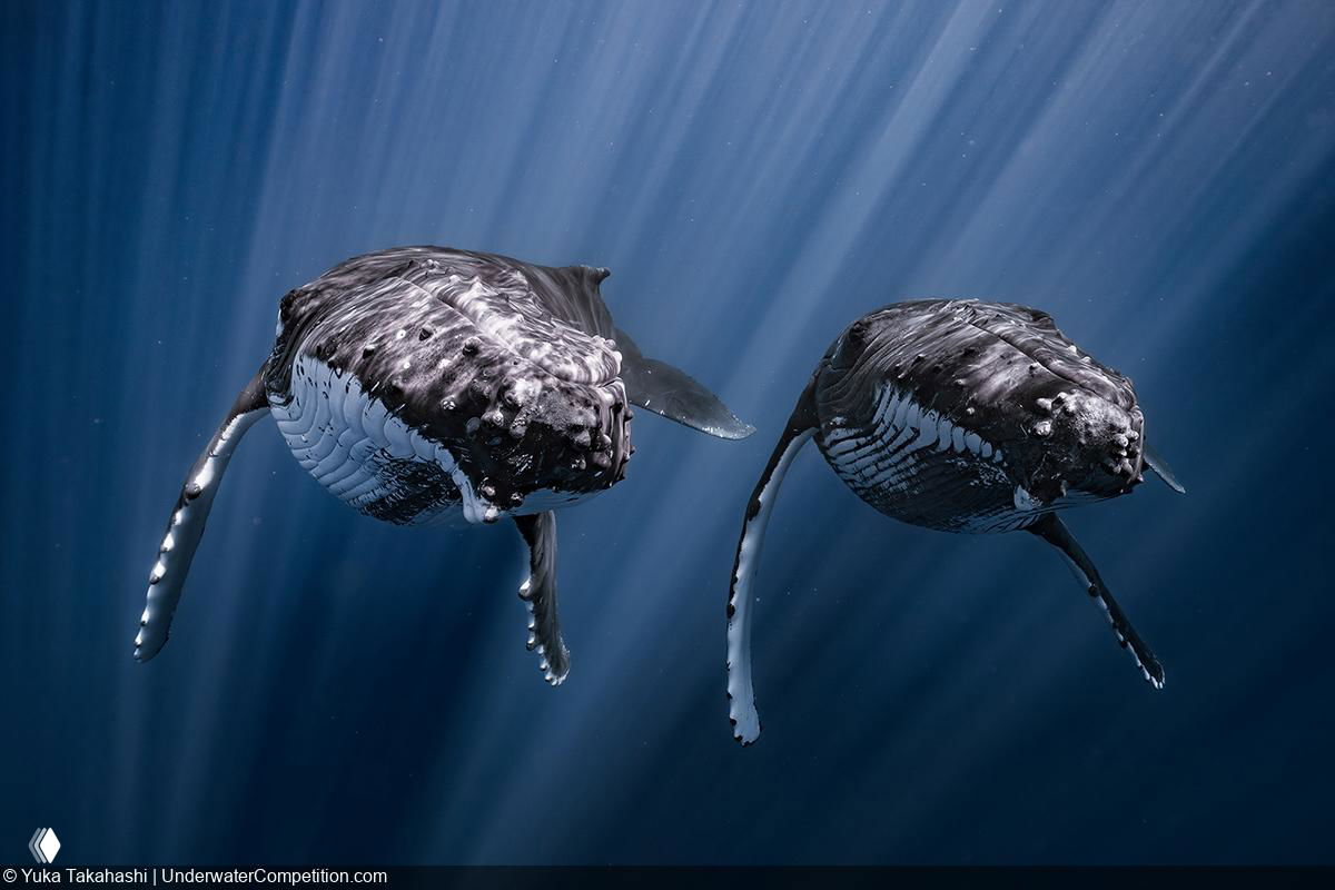 Смотрим на лучшие снимки конкурса подводной фотографии DPG