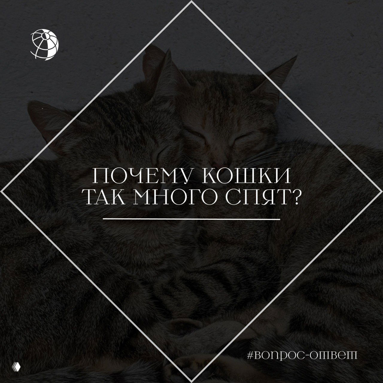 Две прижавшиеся и дремлющие домашние полосатые кошки на тёмном фоне; фотография иллюстрирует тему частого сна у кошек и их спокойное поведение.