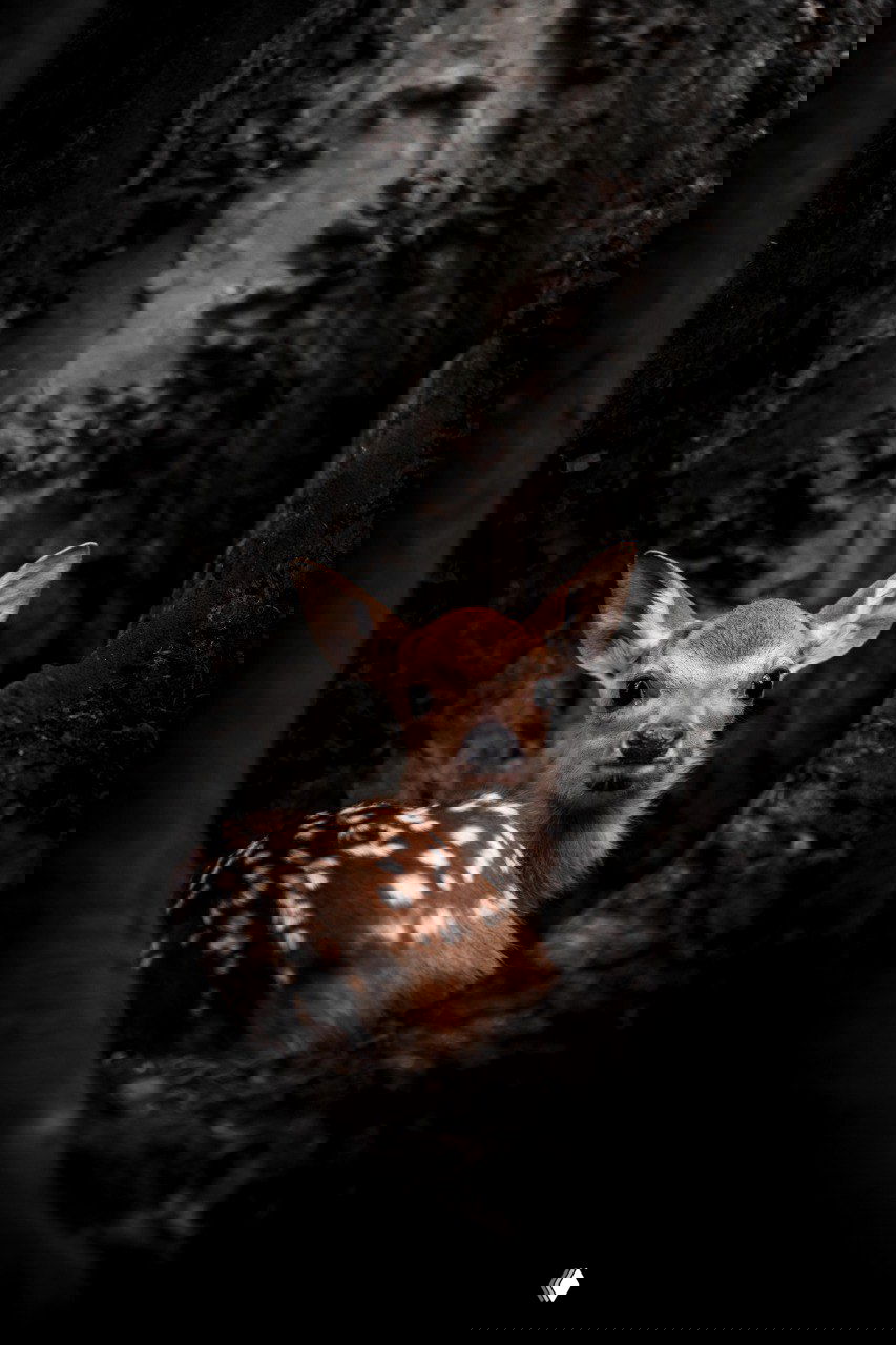 Фото‑финалист Tokyo International Foto Awards 2025 (Природа)