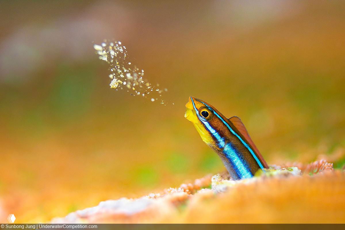 Маленькая яркая рыбка выглядывает из укрытия на цветном подводном фоне — макро-кадр с насыщенными оттенками.