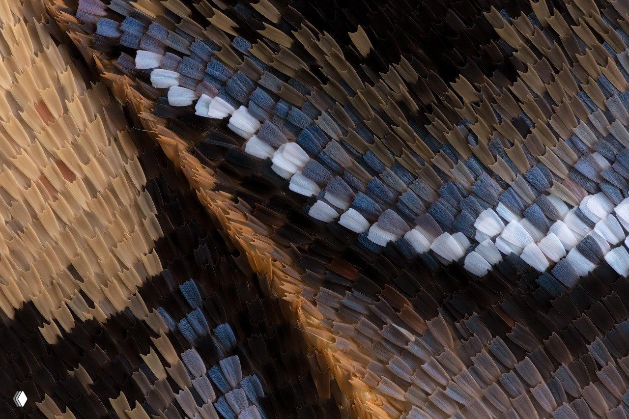 Макрофотография чешуек крыла ночной бабочки Eupackardia calleta под микроскопом — видны детализированные чешуйки, текстуры и тонкие узоры поверхности.