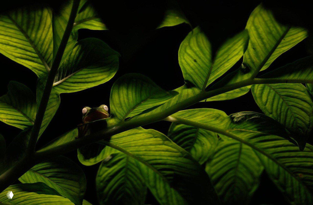 Небольшая зелёная древесная лягушка прячется между крупными листьями в тёмно‑зеленой листве; кадр с низкой точки съёмки и сильной игрой света.