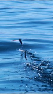 Две летучие рыбы выпрыгивают над поверхностью спокойного синего моря, видны хвосты и следы от всплесков воды, воздушный кадр.