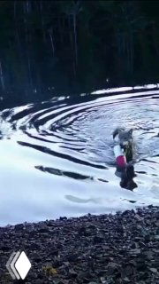 Волк в прибрежной воде Британской Колумбии тянет из воды сеть или улов; кадр с фотоловушки, фиксирующей повреждения рыболовных сетей Хейлтсук.