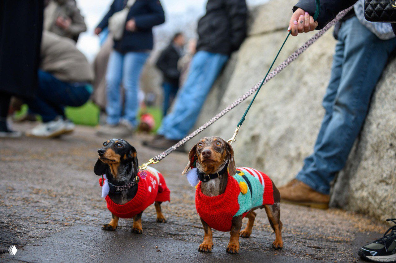 Две таксы в ярких рождественских свитерах держатся на поводках перед каменной стеной на фестивале такс в лондонском Гайд‑парке.