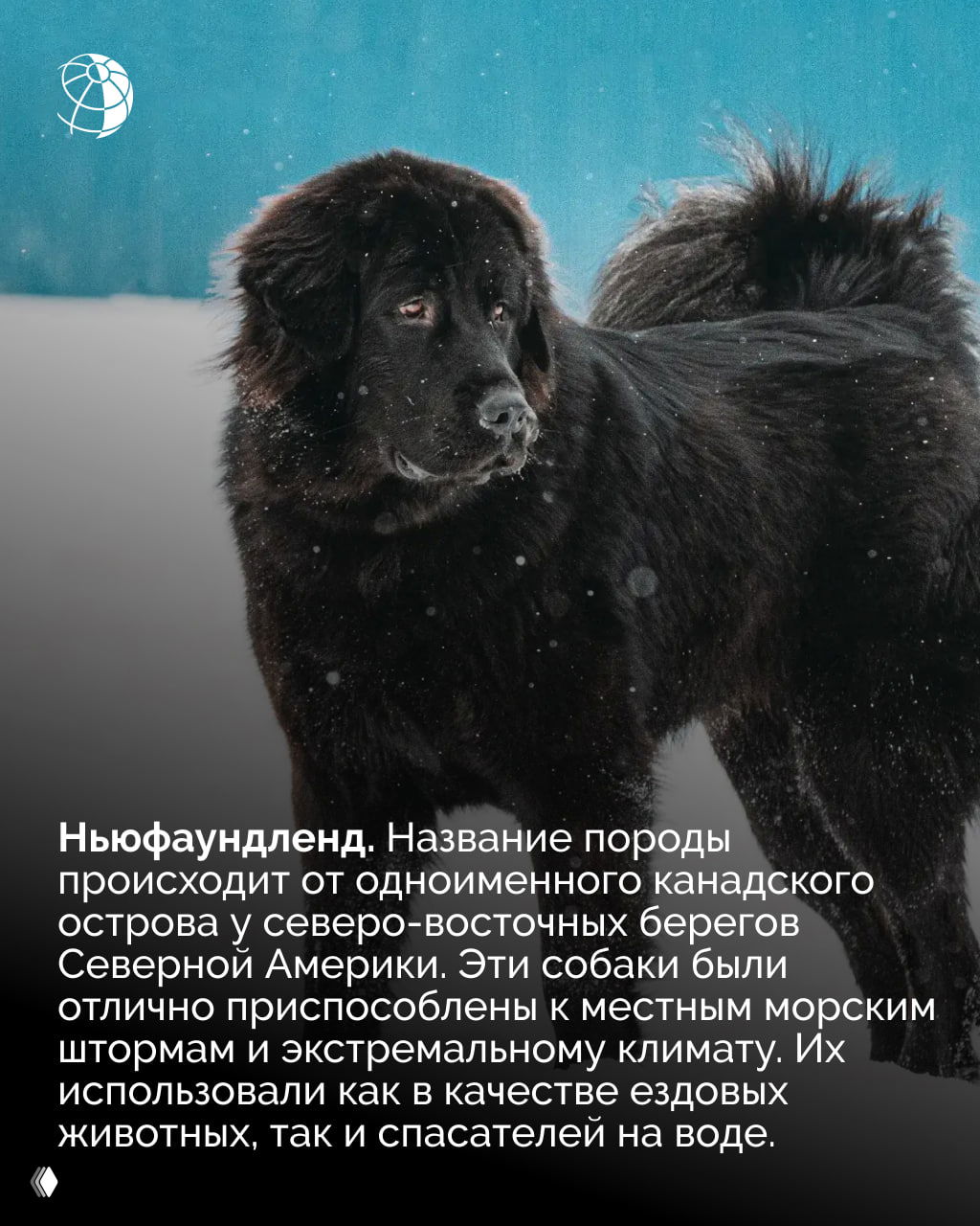 Ньюфаундленд тёмного окраса на снегу; массивная морда и густая водоотталкивающая шерсть, собака, приспособленная к морскому климату и зиме.