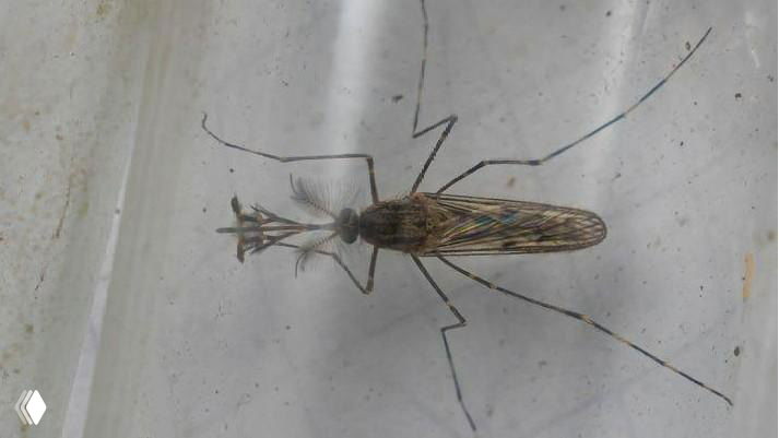 Крупный план комара с длинными ногами и прозрачными крыльями на светлом фоне; иллюстрация находки комаров в Исландии.