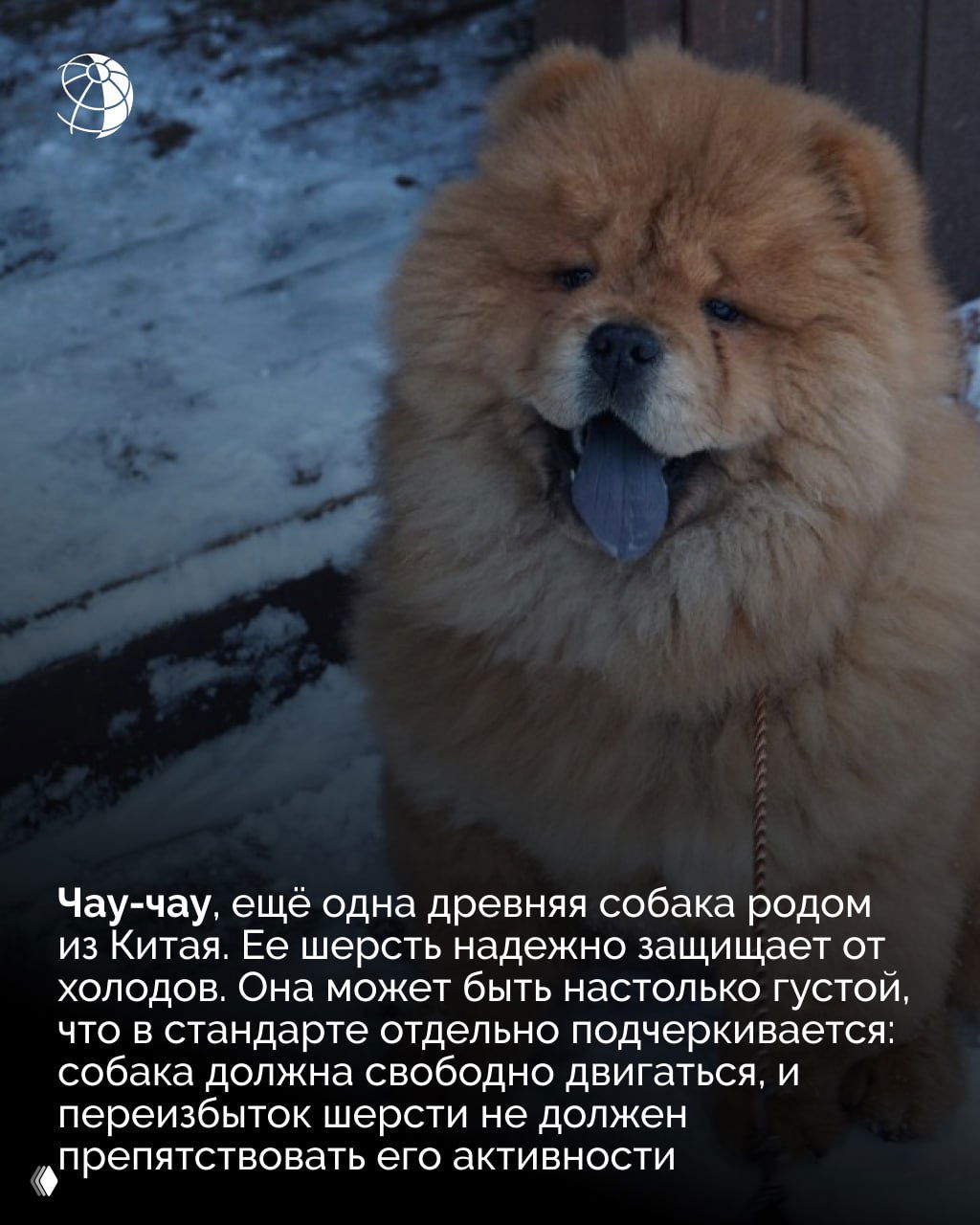 Чау-чау с густой рыжей шёрсткой на заснеженной площадке; выражение морды и плотный мех подчёркивают защиту от холодов.