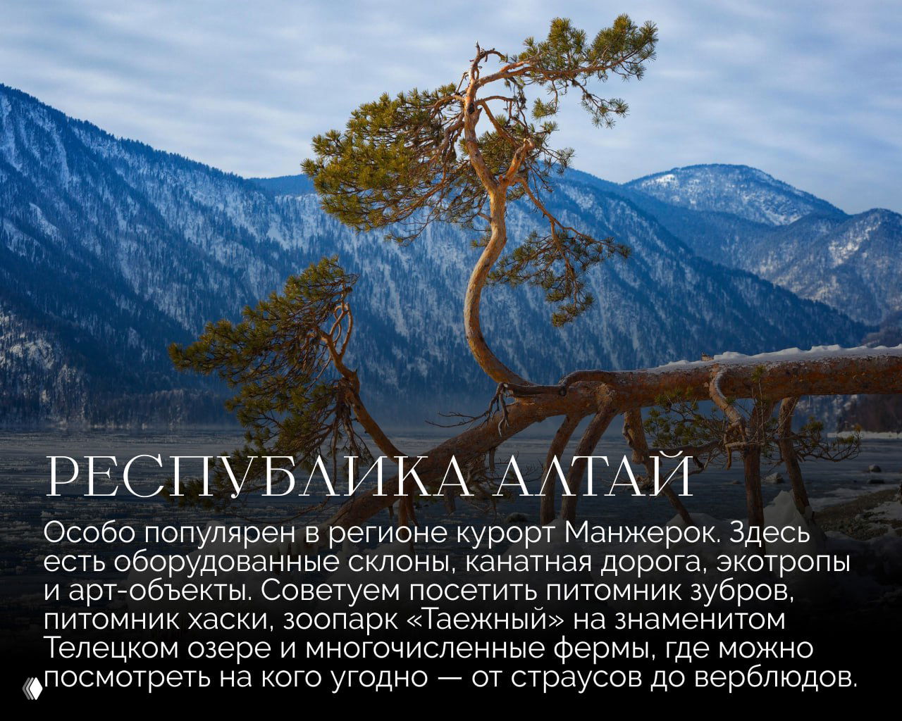 Зимний пейзаж Республики Алтай: сосна на скале у озера на фоне заснеженных гор — иллюстрация курортов Манжерок и окрестностей Телецкого озера.