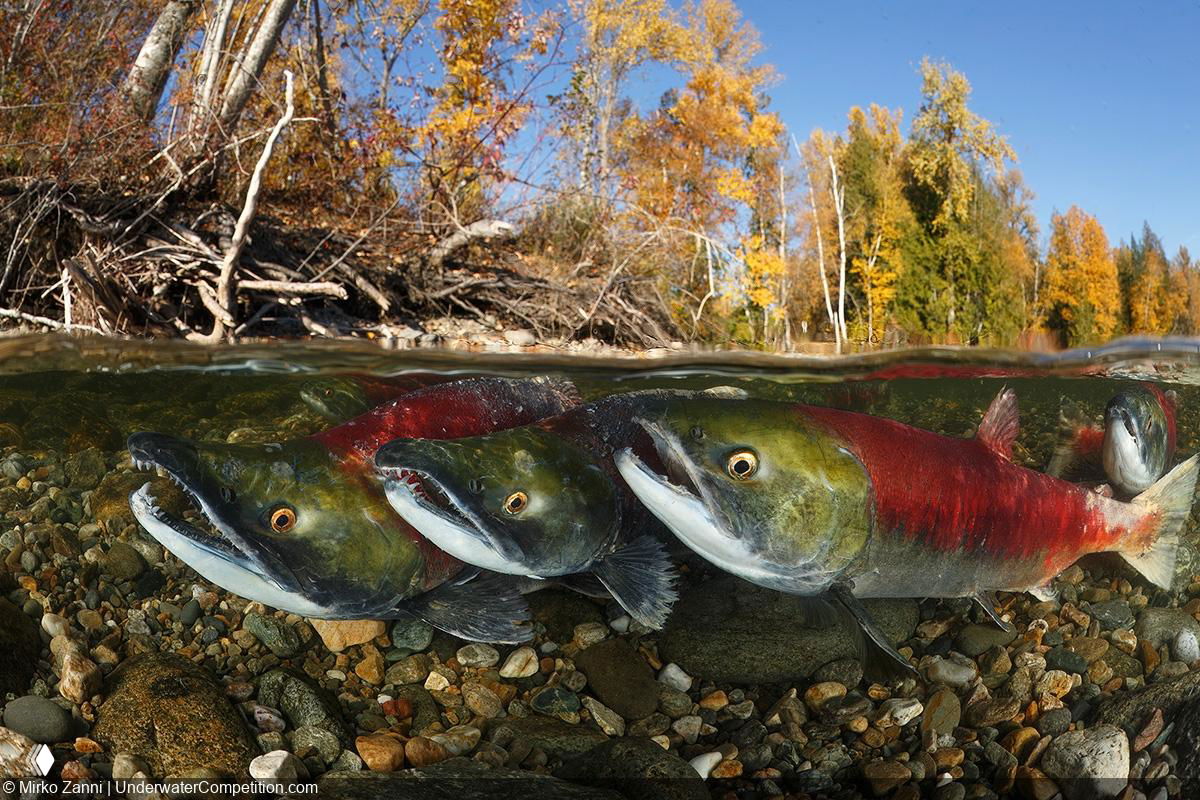 Группа лососей близко к береговой гальке под переменой золотистой листвы — кадр сочетает пресную и морскую среду.