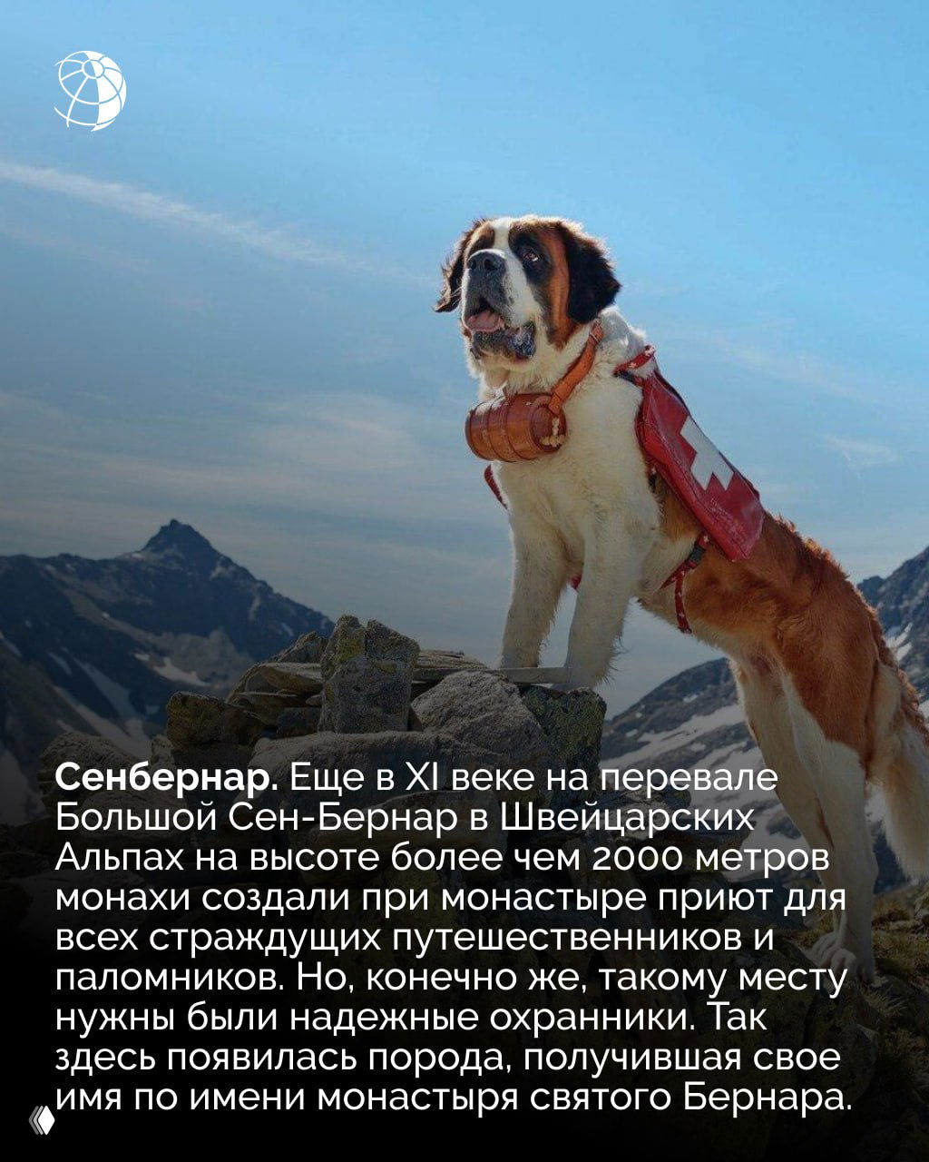 Сенбернар на горном перевале с маленьким бочонком на шее; альпийский ландшафт и каменистая поверхность подчёркивают историческую роль породы как спасателя.