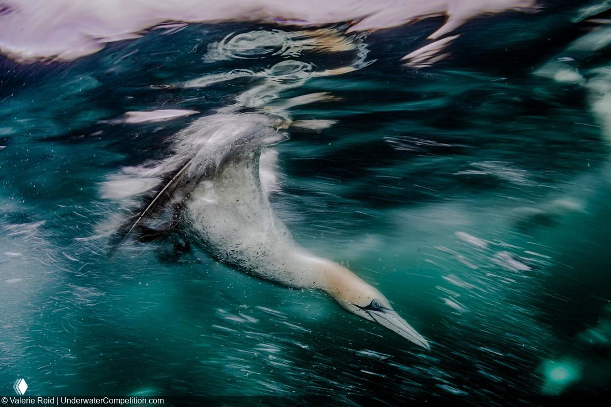 Птица ныряет через поверхность воды, создавая динамичный размытый эффект — подводная фотография с ощущением движения.