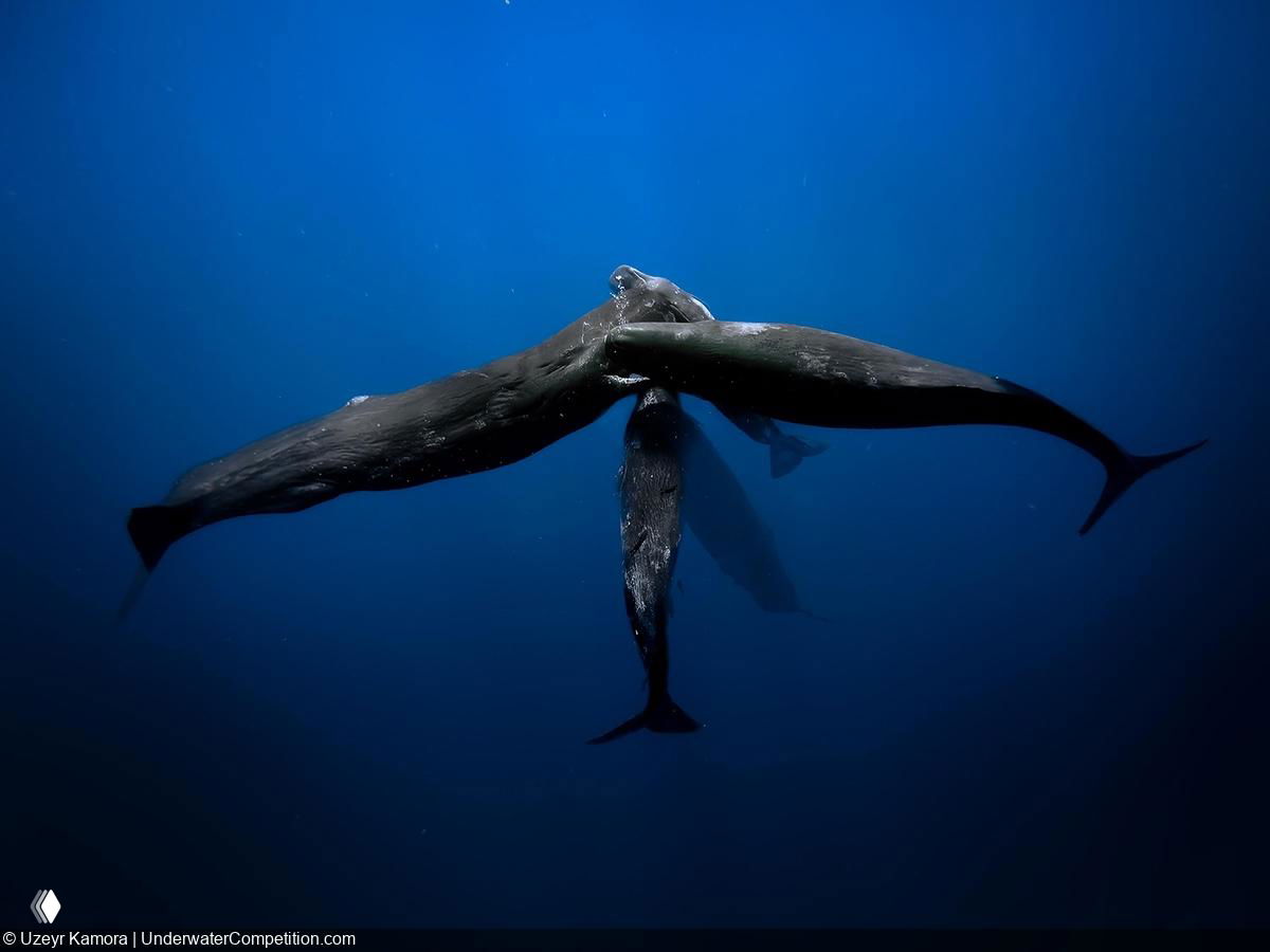 Три горбатых кита образуют визуальную композицию под водой, их силуэты на синем фоне создают графичный кадр.