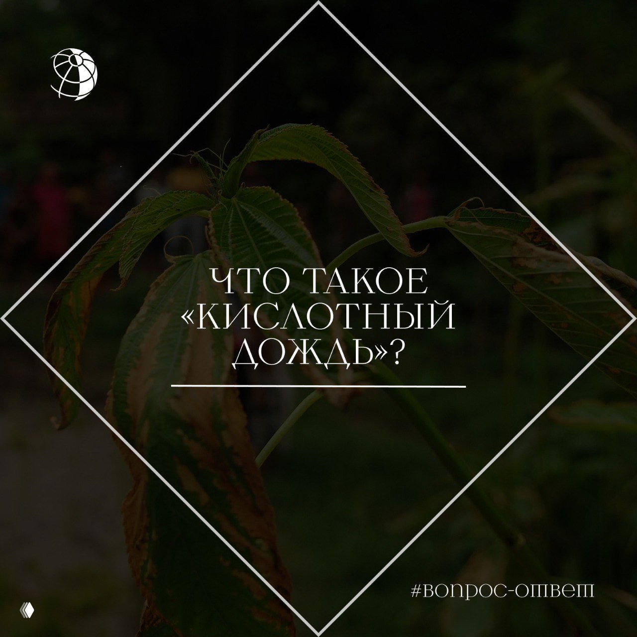 Повреждённые листья с обесцвечиванием и пятнами на тёмном зелёном фоне; на изображении текстовый оверлей с вопросом о кислотном дожде.