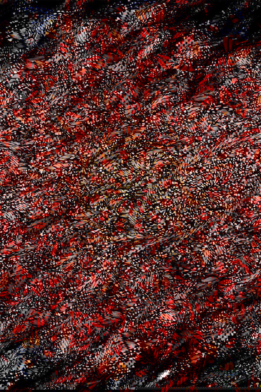 Калейдоскопический снимок множества оранжево‑чёрных крыльев бабочек в абстрактном узоре — победитель номинации «Измененная реальность».