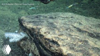 Кадр ROV с антарктического дна: морское дно и объекты органического происхождения рядом с крупной костью, съёмка глубоководного аппарата.