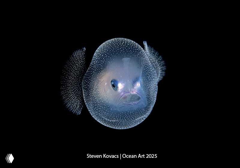 Лучшие снимки победителей Ocean Art 2025