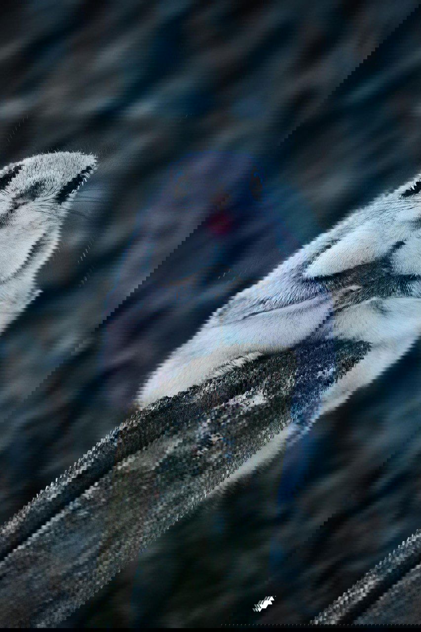 Крупный план белки‑летяги на вершине пенька: пухлая зимняя шерсть, выразительные тёмные глаза, сумеречная лесная атмосфера, снимок Туомаса Хейнонена.