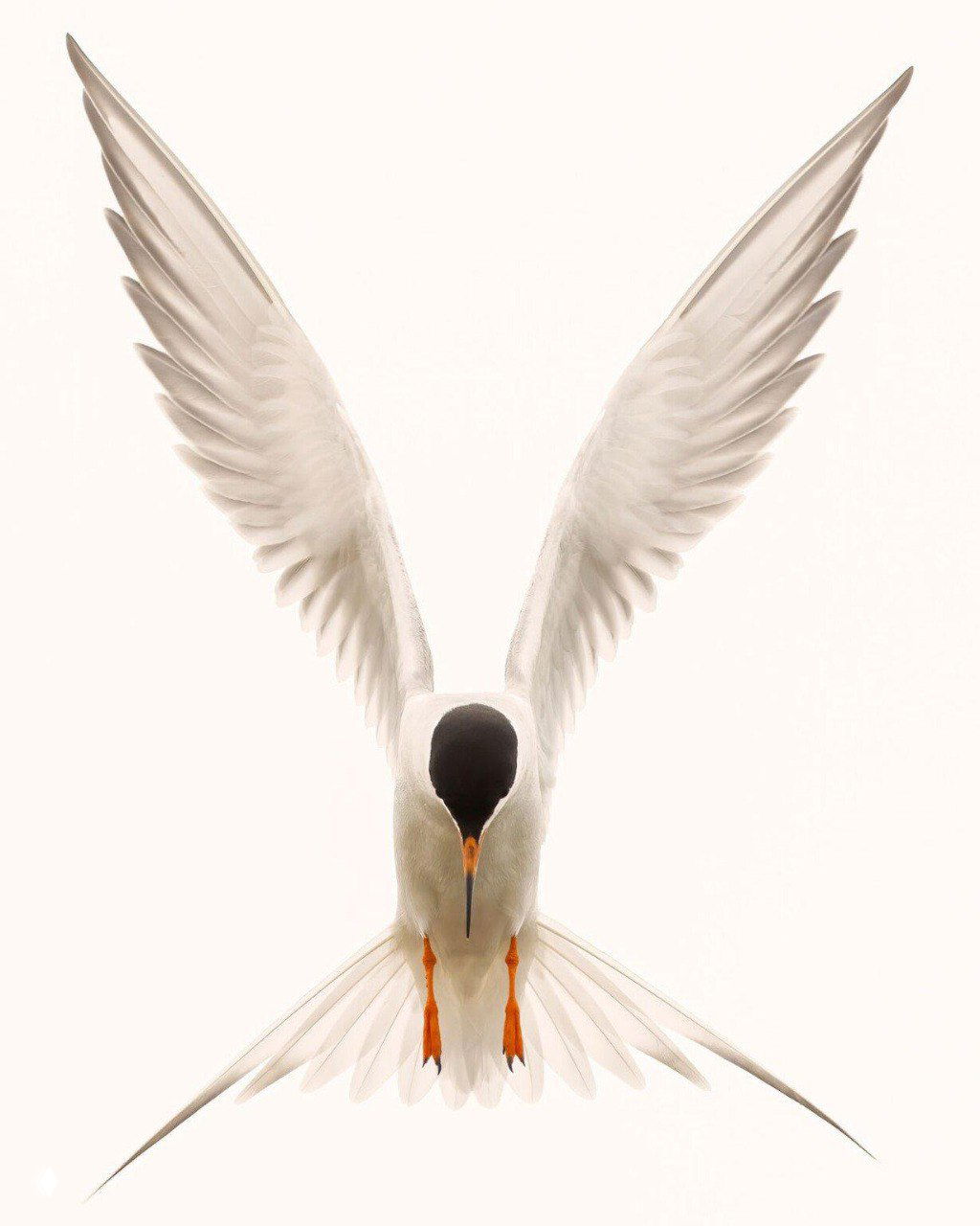 Белая чайка или крачка в развороте крыльев на светлом фоне, высококонтрастный портрет птицы в прыжке и точной симметрии крыльев.