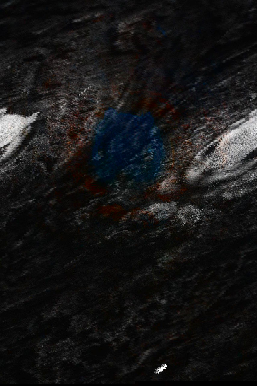 Белка‑летяга выглядывает из дупла в коре дерева; крупный план, тёмные контрастные тона, фактура коры и съёмка финским фотографом, снимок Туомаса Хейнонена.