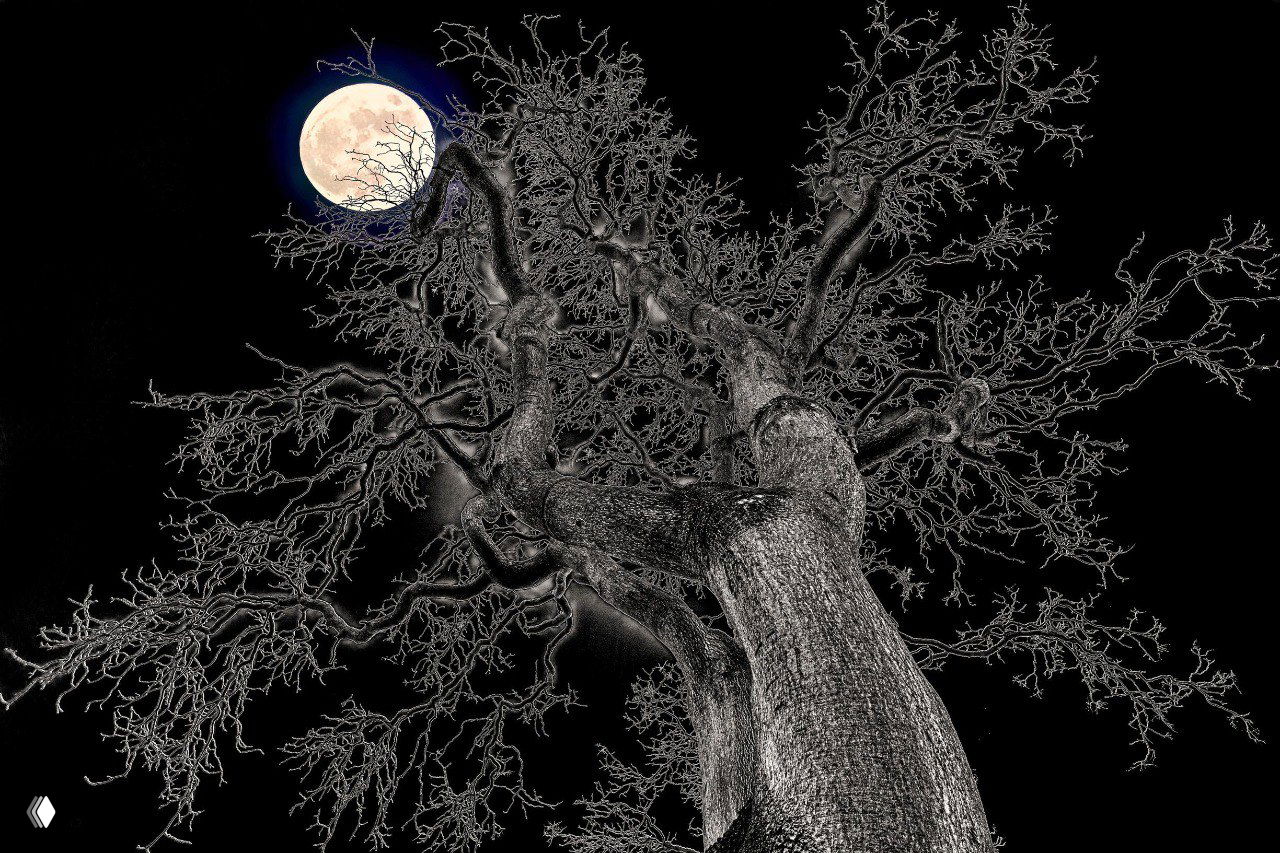 Фото‑финалист Tokyo International Foto Awards 2025 — «Природа»