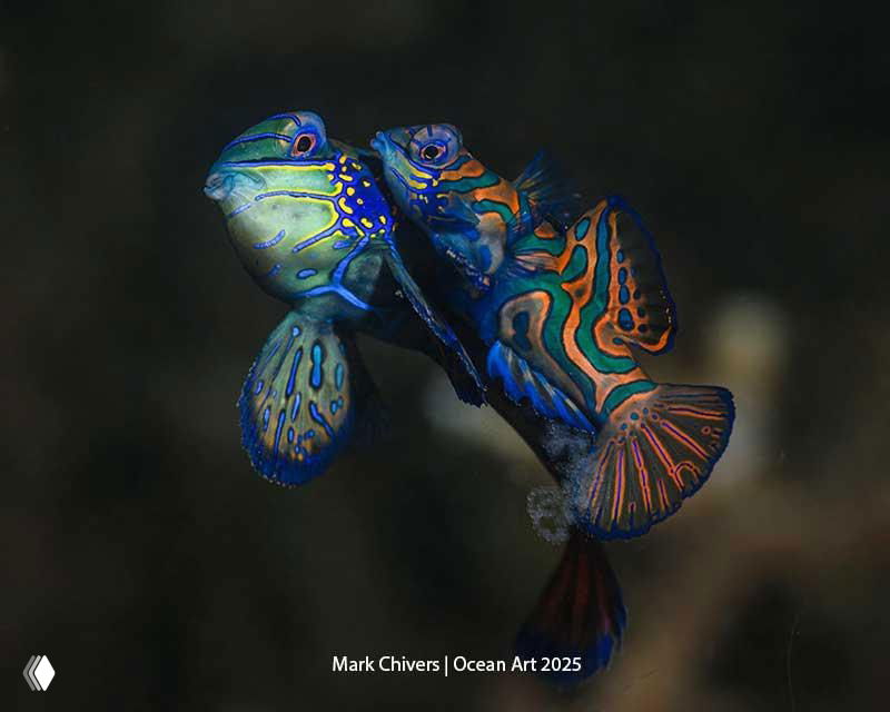 Яркая пара мандариновых рыб в боковом ракурсе; цветной выразительный кадр, попавший в подборку победителей Ocean Art 2025.