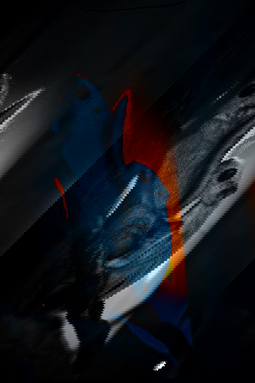 Парочка белок‑летяг прижата к бревну; контровой тёплый свет подчёркивает силуэты, глубокие тёмные тона создают драматичную атмосферу, снимок Туомаса Хейнонена.