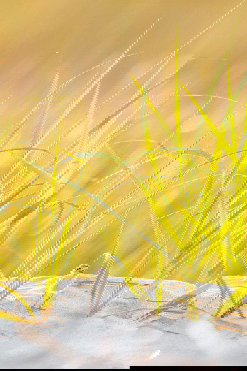 Нежный кадр птенца на песке среди травы при тёплом вечернем свете, трогательная натуралистическая сцена с мягким боке.