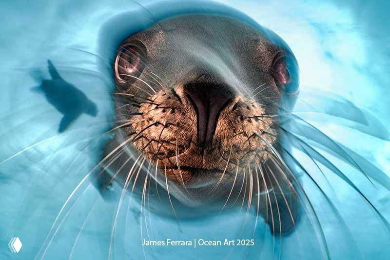 Крупный план морского котика с выразительной мордой и плавниками; портретный подводный снимок, отмеченный в Ocean Art 2025.