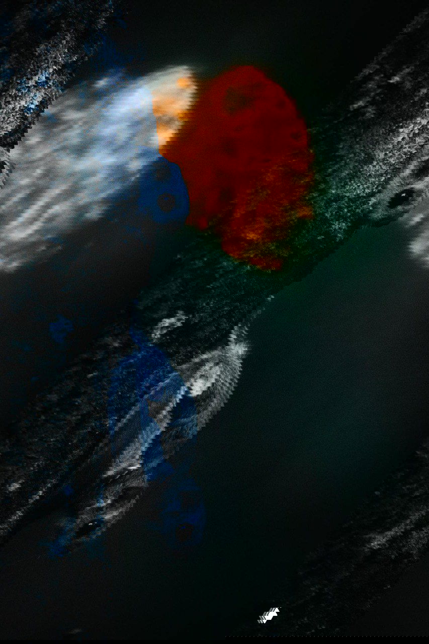 Два белки‑летяги на стволе дерева на фоне яркого тёплого диска света; ночная композиция с сильным контрастом и кинематографичным светом, снимок Туомаса Хейнонена.