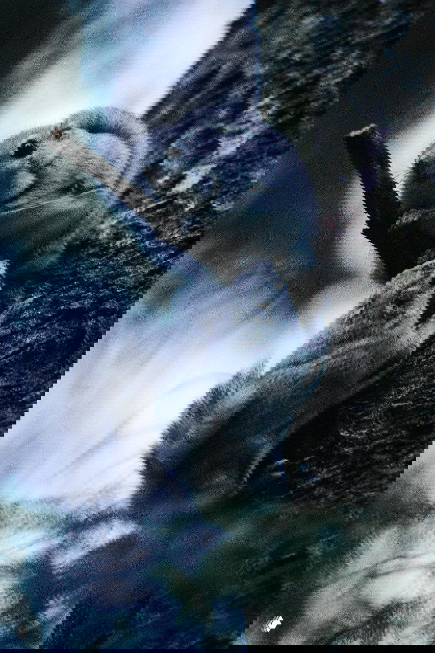 Две белки‑летяги на коре дерева в сумерках; мягкая пушистая текстура, тёплое подсвечивание и напряжённая композиция в лесной среде, снимок Туомаса Хейнонена.