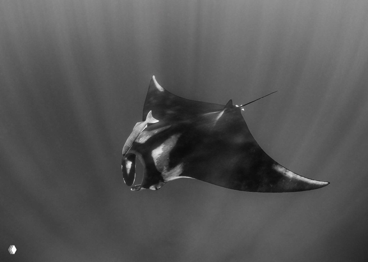 Подводная чёрно‑белая фотография ската с крупной композицией и лучами света через воду, элегантный натуралистический кадр.