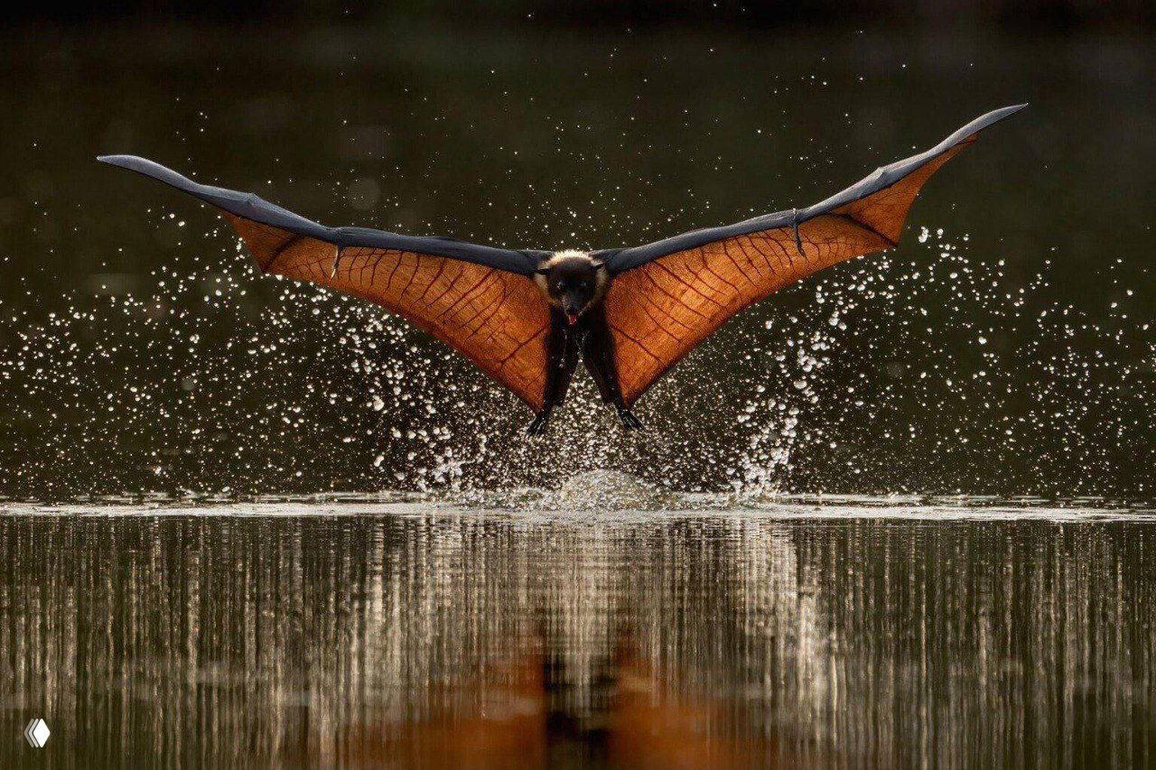 Летящая большая летучая лисица или летучая мышь над водой, крылья раскрыты и брызги воды создают динамику кадра в золотистом контровом свете.