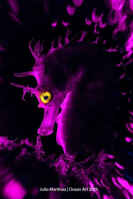 Портрет морского конька с фиолетовой подсветкой; художественное макро-изображение, вошедшее в подборку победителей Ocean Art 2025.