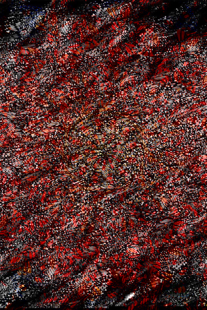 Мозаичная композиция из множества оранжево‑чёрных крыльев монархов, создающая узорную абстракцию из аккуратно сложенных насекомых.